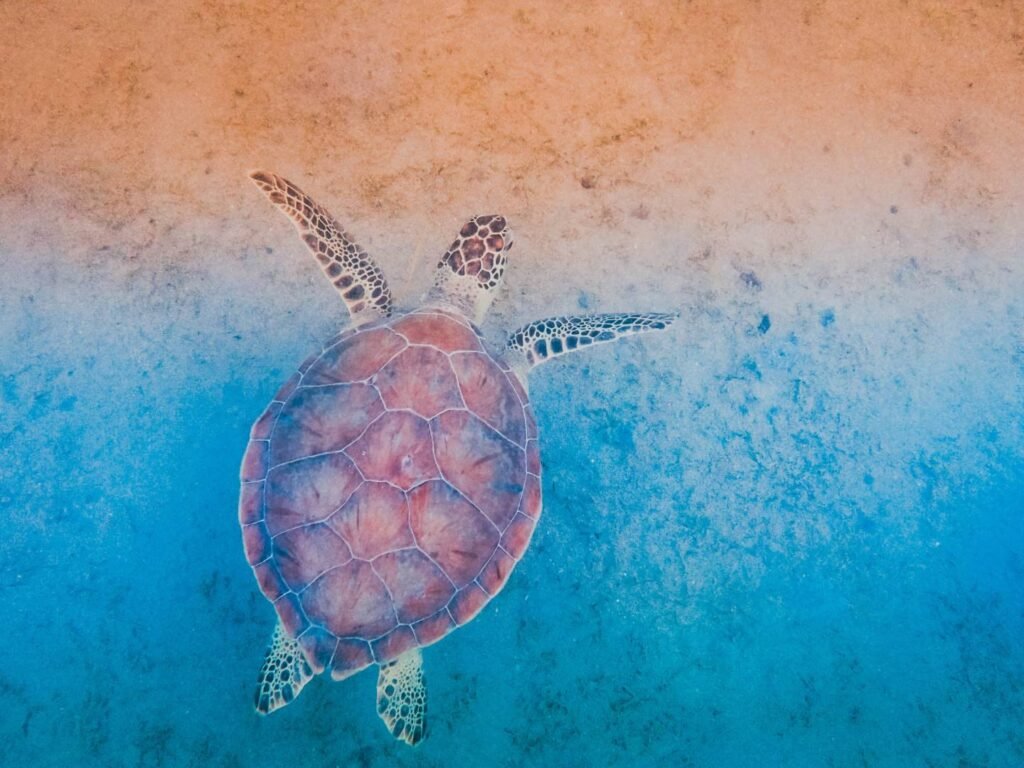 Sea Turtle Aesthetic Wallpapers 