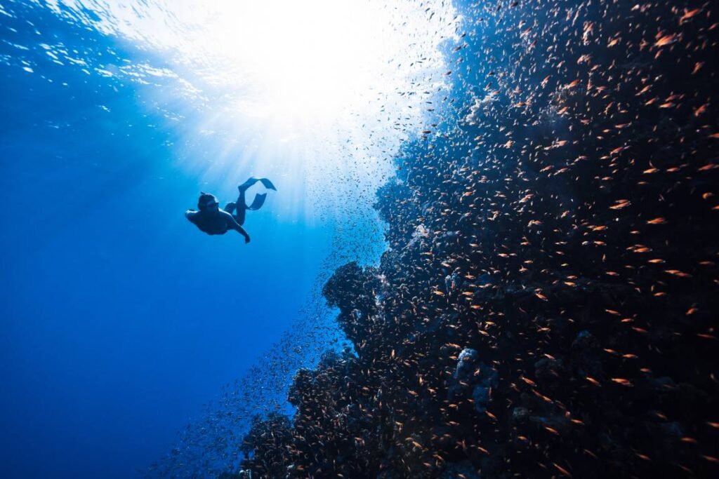 Why are Corals Important to the ocean