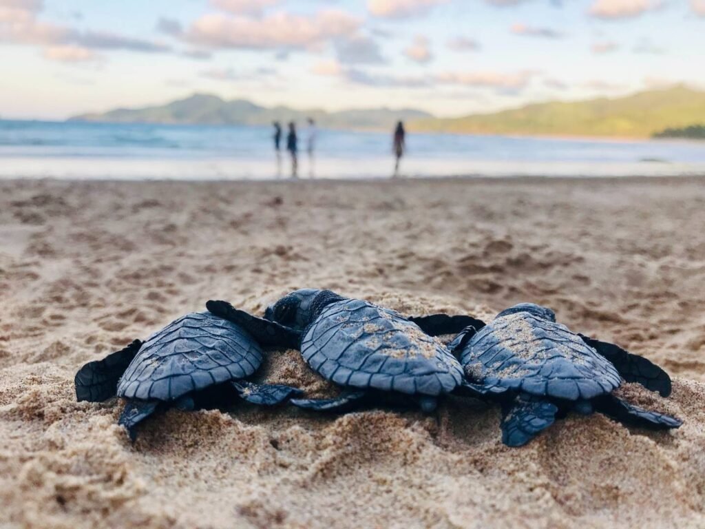 Sea Turtle Aesthetic Wallpapers 