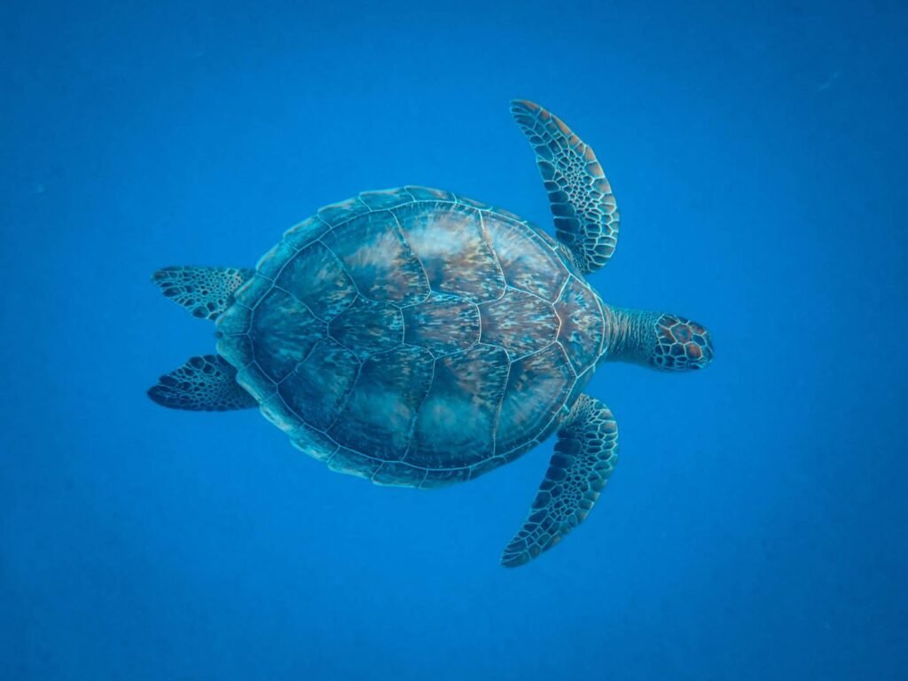 Sea Turtle Aesthetic Wallpapers 