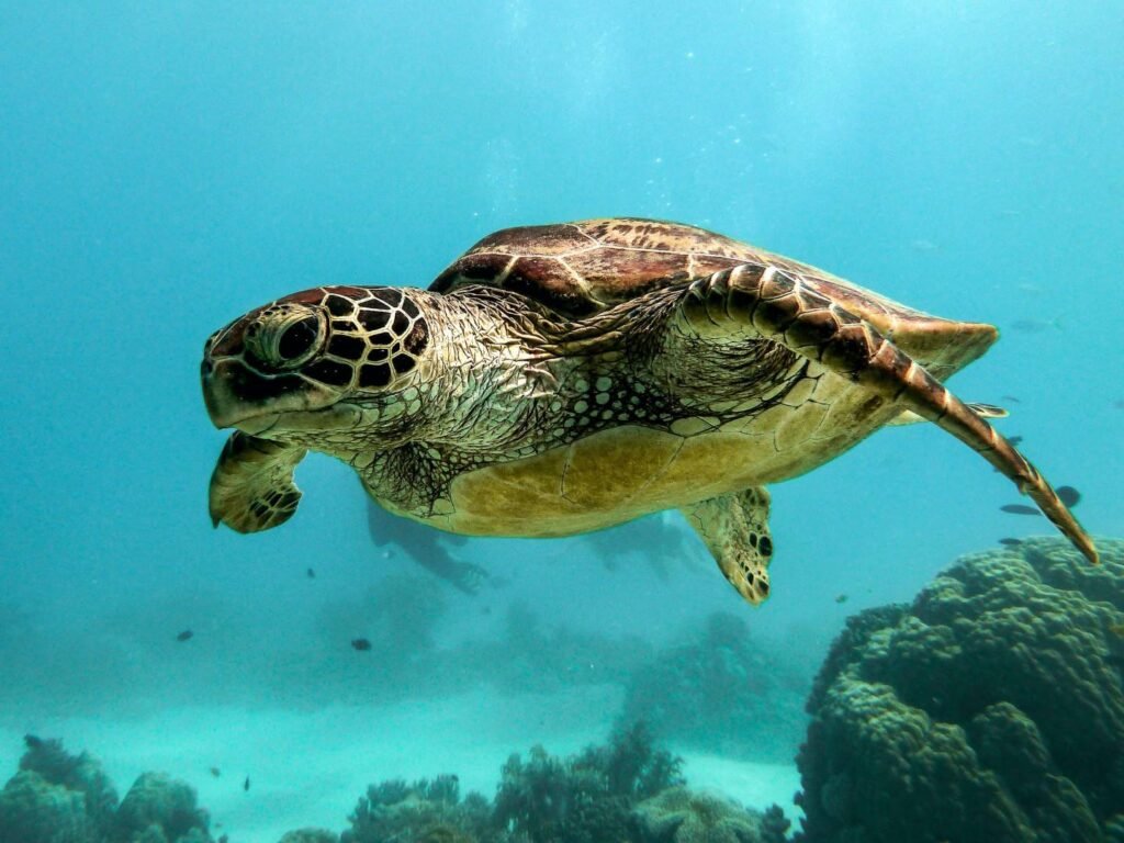 Sea Turtle Aesthetic Wallpapers 