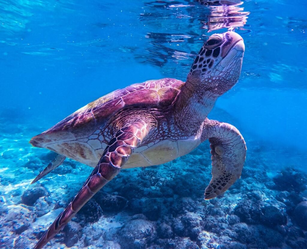 Sea Turtle Aesthetic Wallpapers 