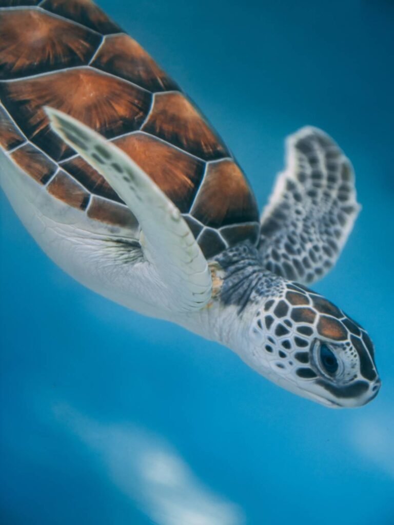 Sea Turtle Aesthetic Wallpapers 