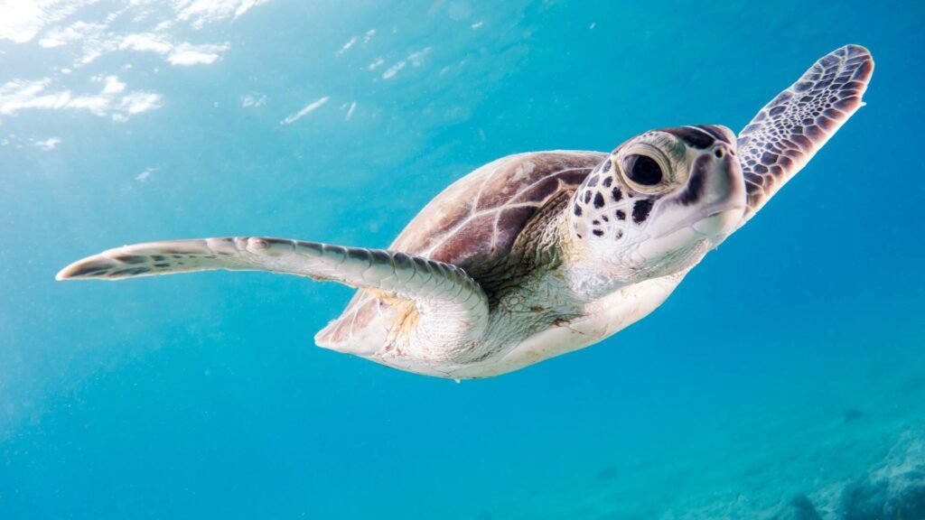 Sea Turtle Aesthetic Wallpapers 