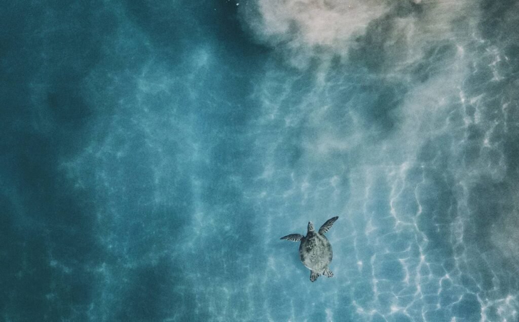 Sea Turtle Aesthetic Wallpapers 