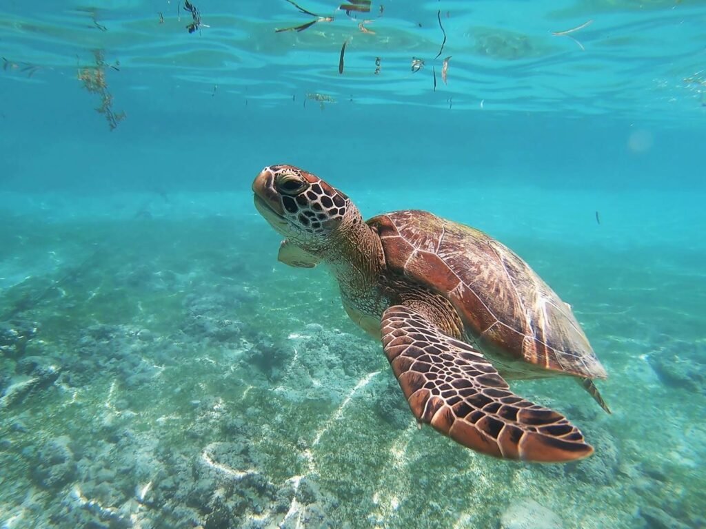 Sea Turtle Aesthetic Wallpapers 