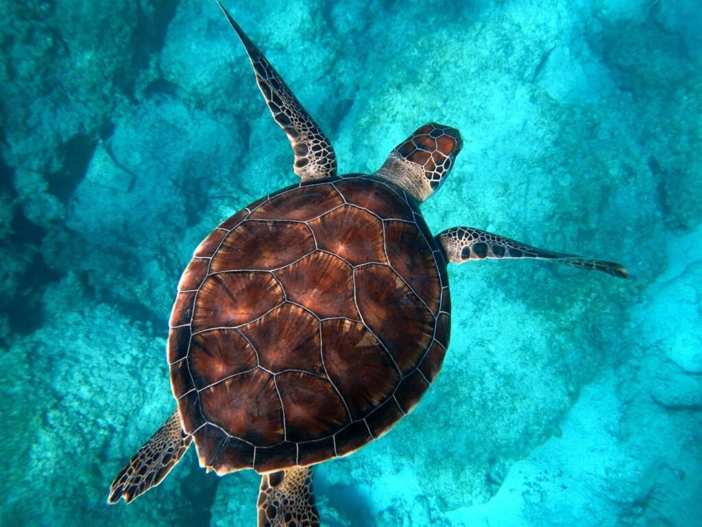 Sea Turtle Aesthetic Wallpapers 