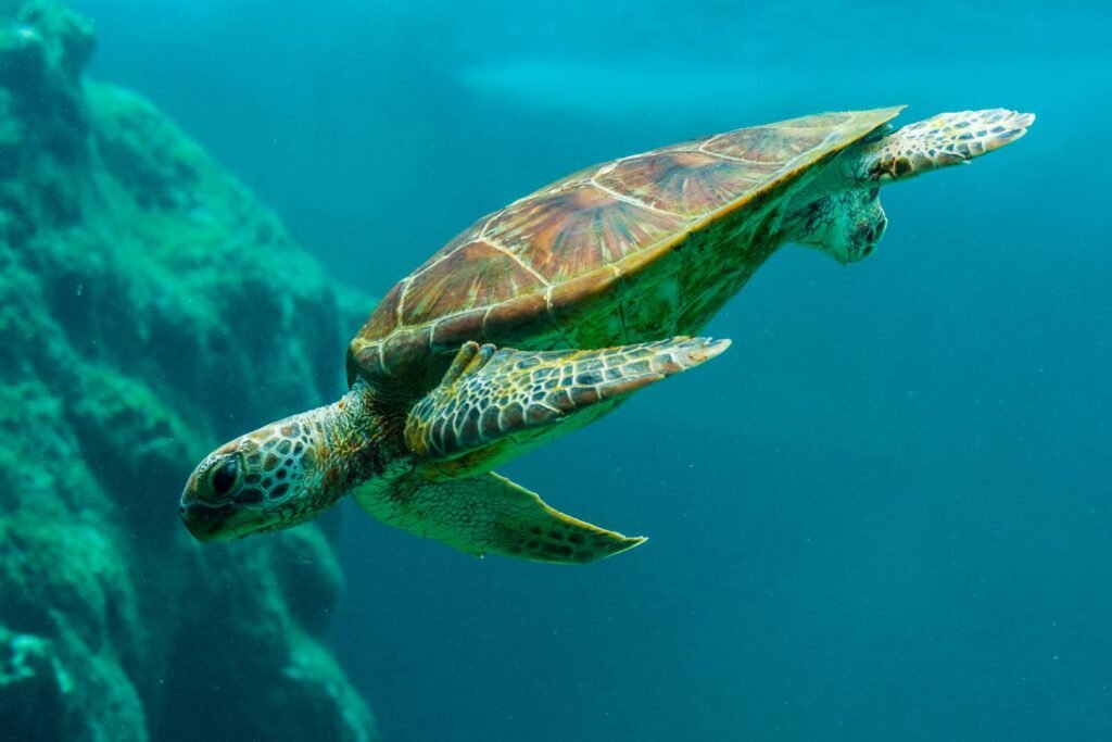 Sea Turtle Aesthetic Wallpapers 