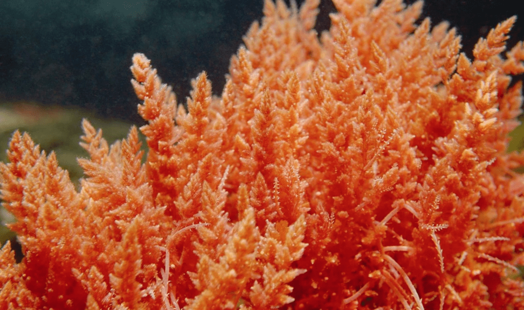 sea moss benefits