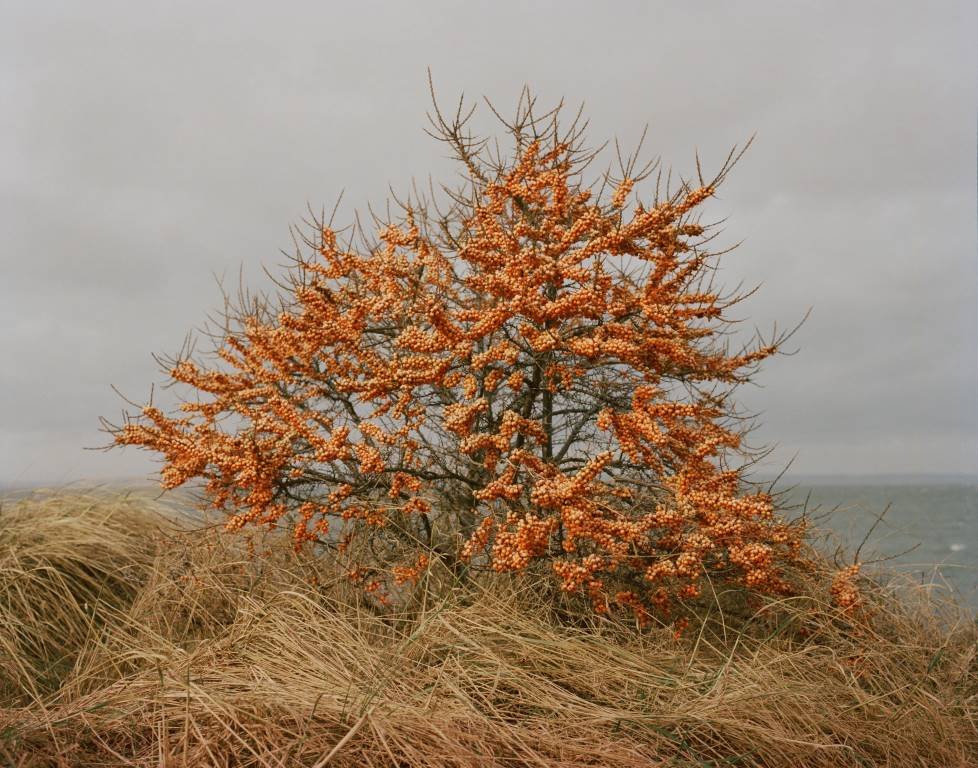 Sea Buckthorn