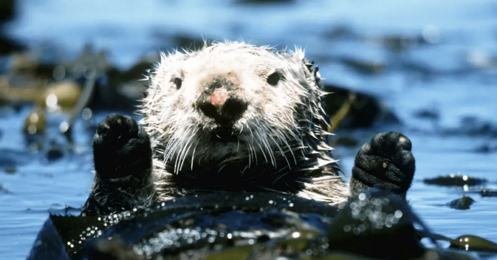 Why Do Female Sea Otters Have Nose Scars