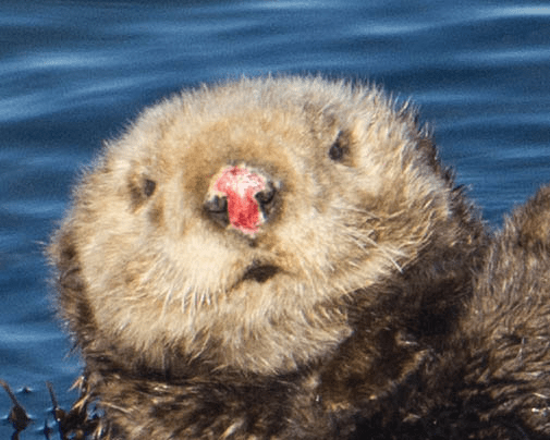 Why Do Female Sea Otters Have Nose Scars