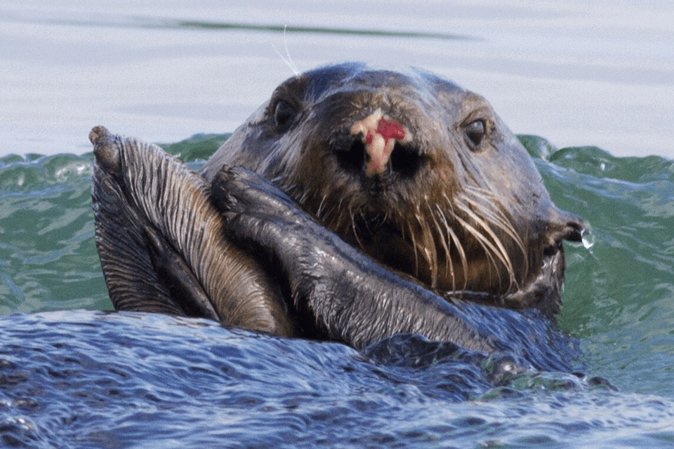 Why Do Female Sea Otters Have Nose Scars - The Seaholic