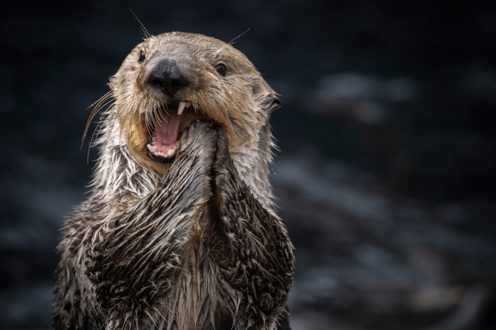 Why Do Female Sea Otters Have Nose Scars